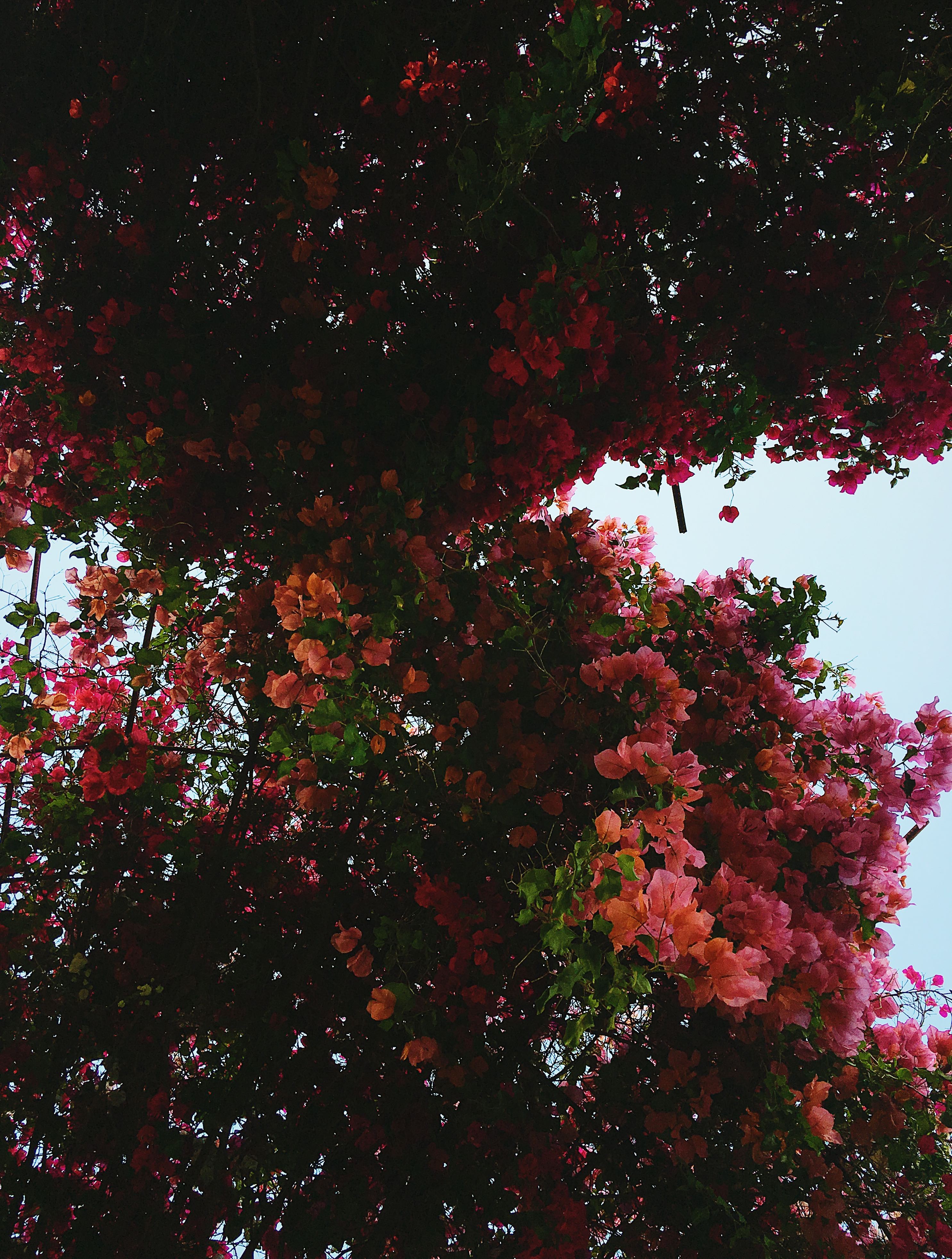 getty museum-flowertree-LCM-LiveClothesMinded