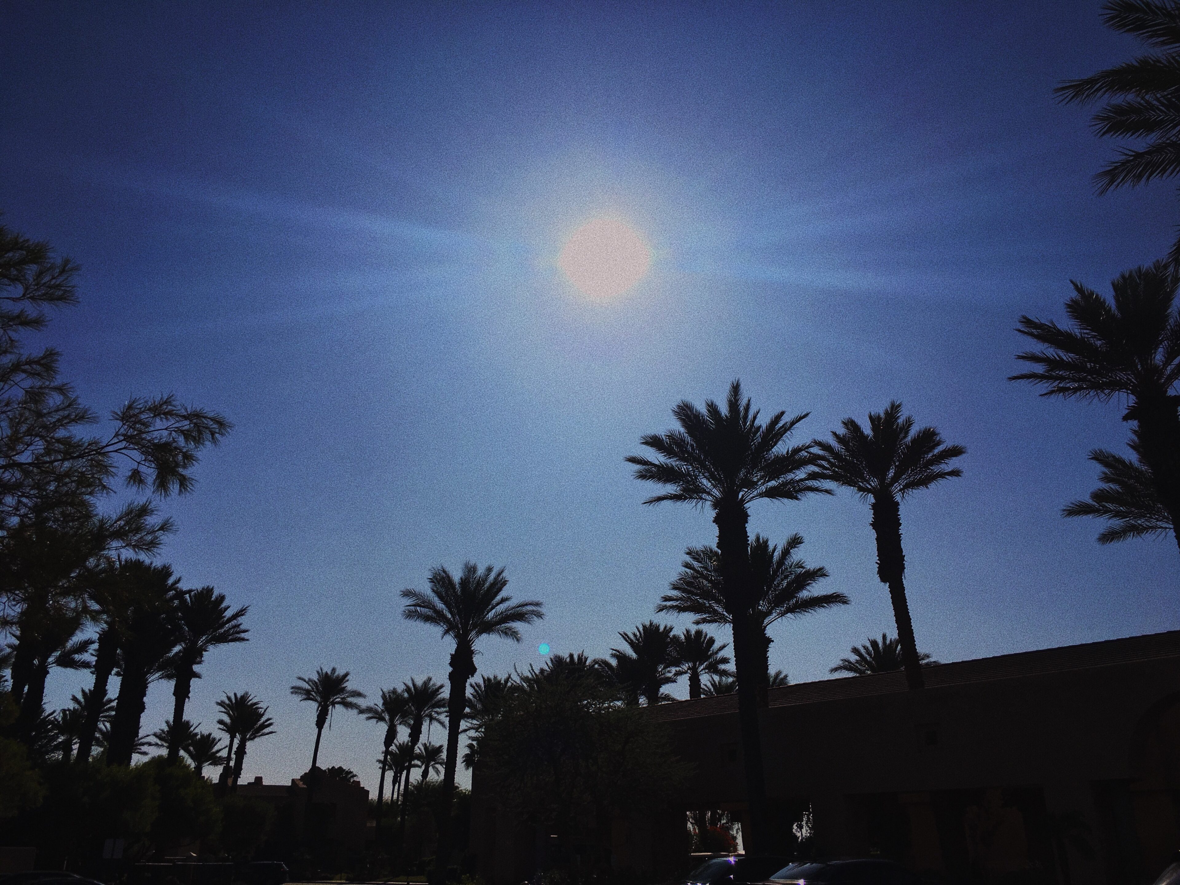 palm trees-palm springs