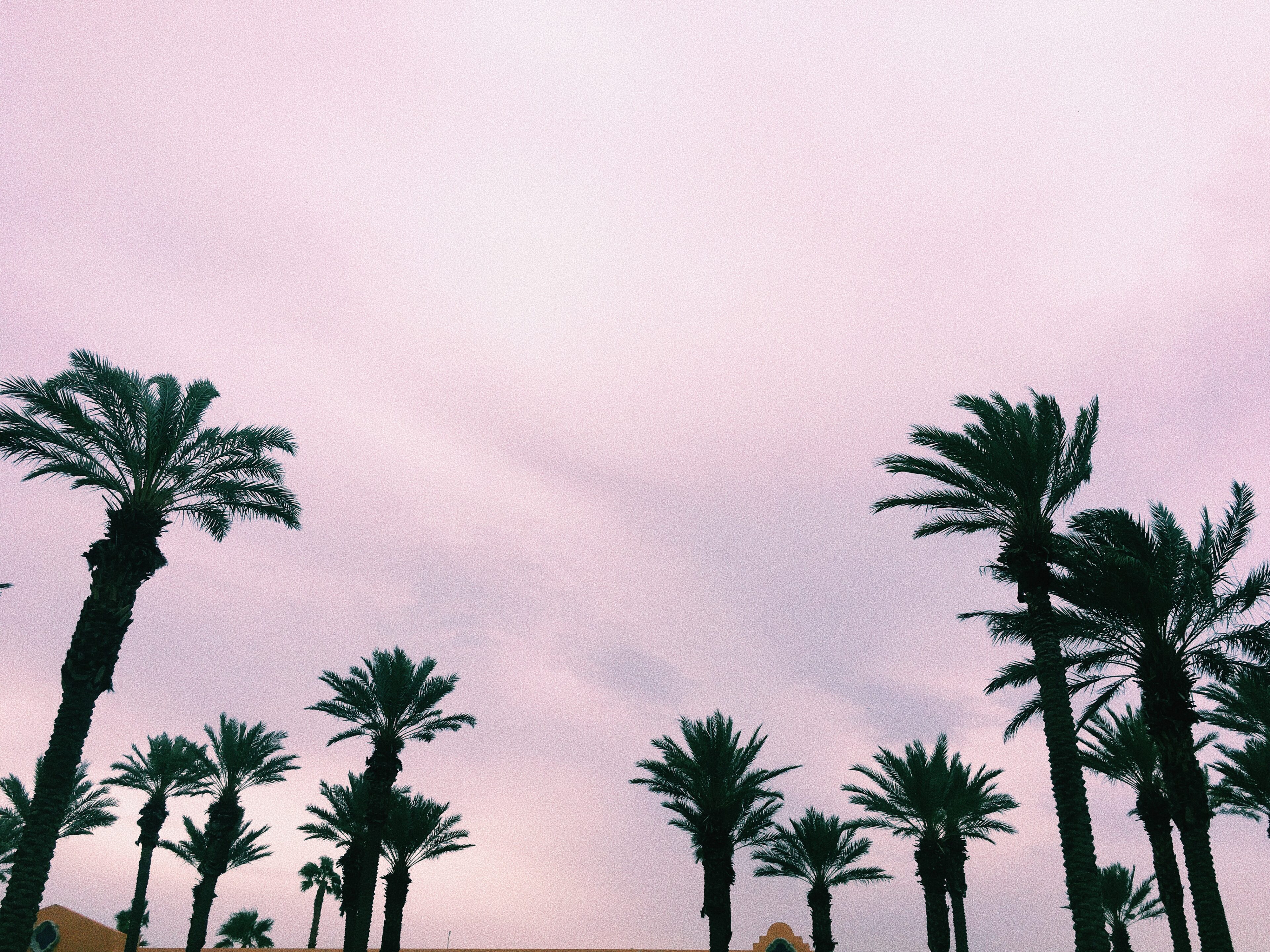 the westing-palm trees-palm springs
