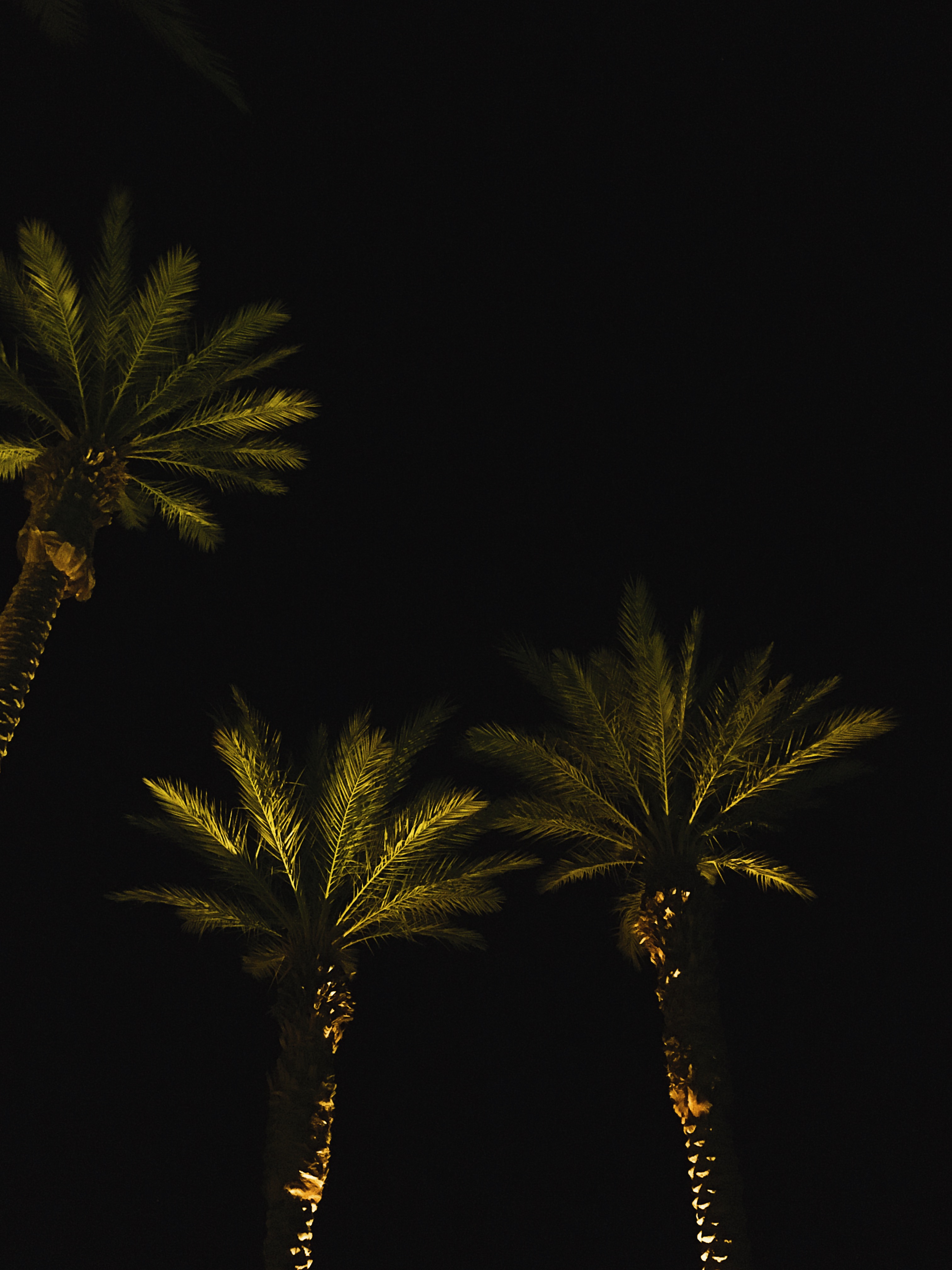 things to do in palm springs-palm trees-desert-liveclothesminded