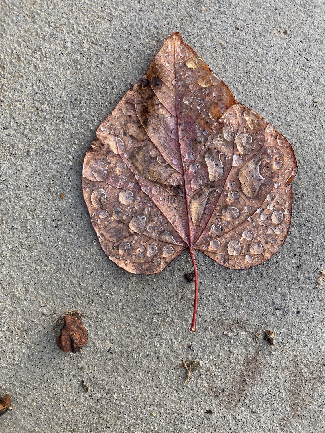 iphone 11 pro camera-wet leave-fall leaves