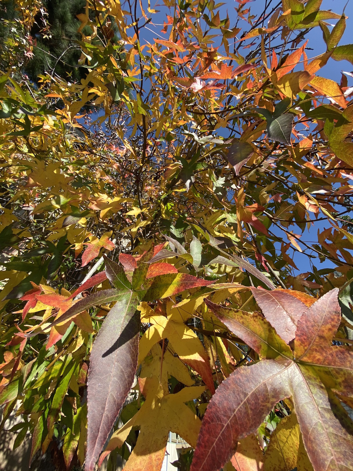 iphone 11 pro camera-fall leaves-orange county