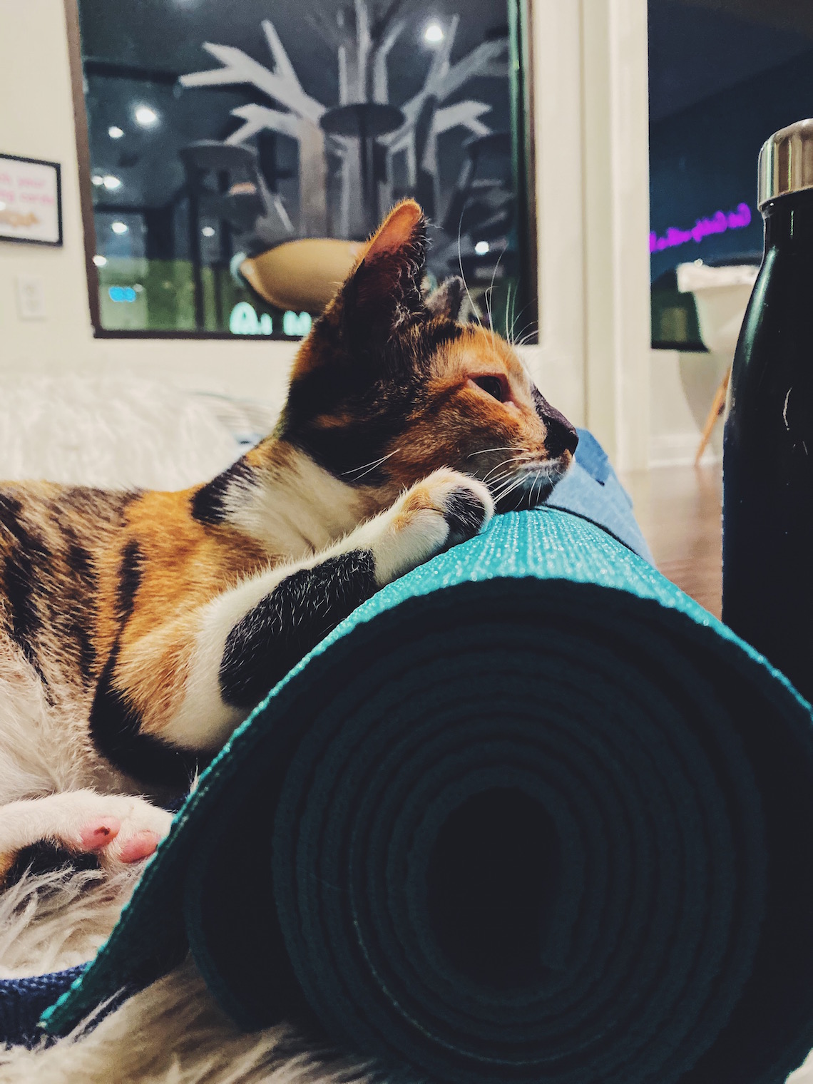 cat on yoga mat-lcm-feline good social club