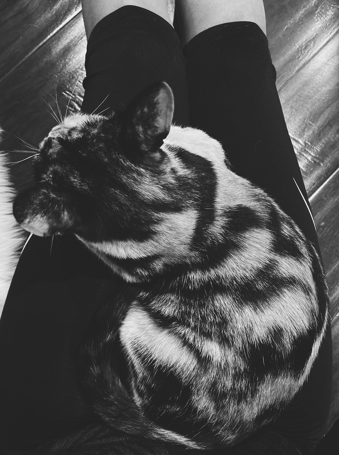 cat in lap-black and white photo-feline good social club-lcm