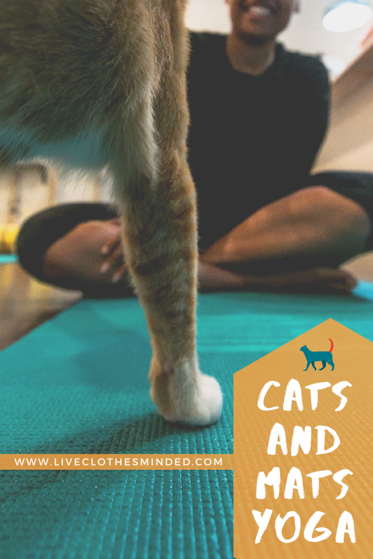 Cats and Mats: The Rising Trend of Feline-Friendly Yoga Classes