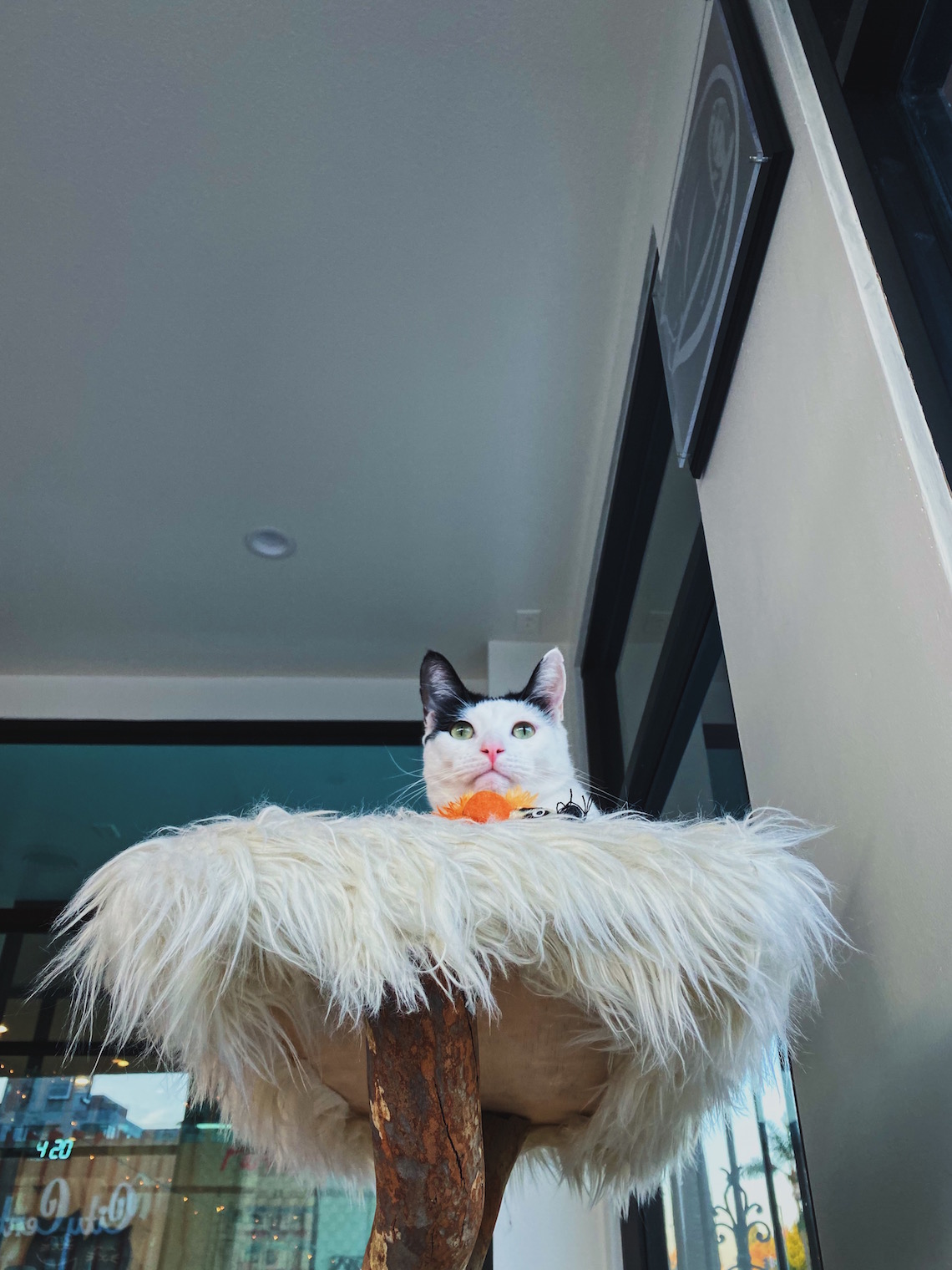 Why Does My Cat Get Mats? — Cat's Meow Resort