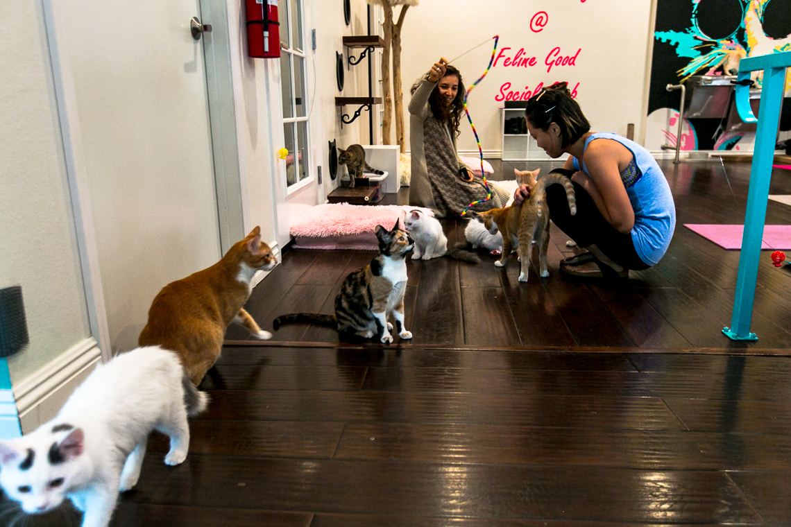 feline good social club-cats & mats yoga-xmmtt-rsee