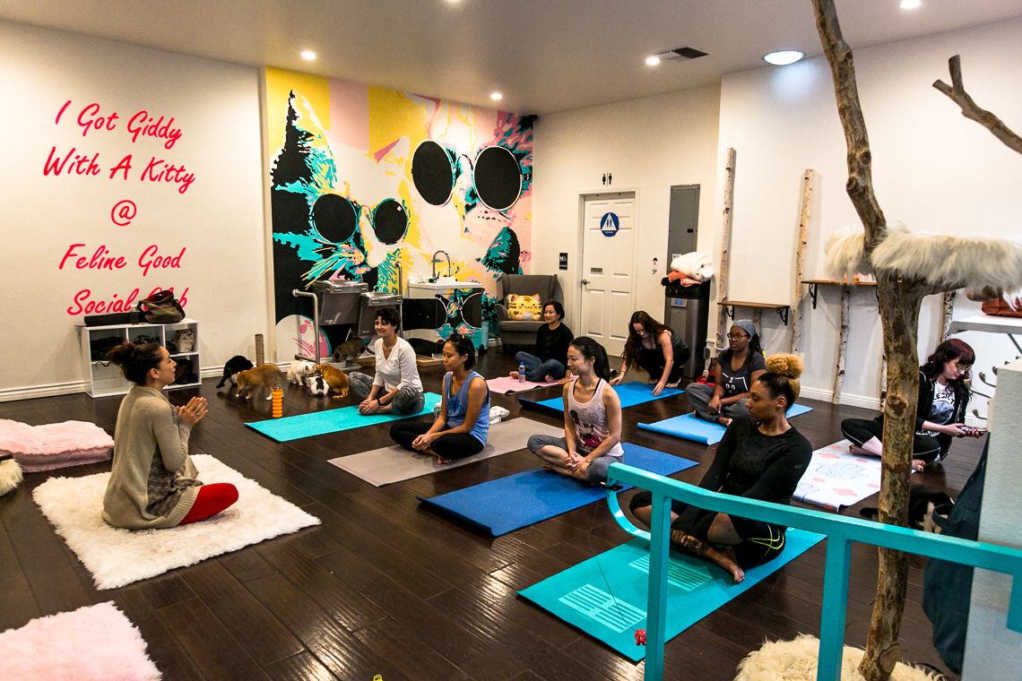 cats & mats yoga-feline good social club-xmmtt-rsee