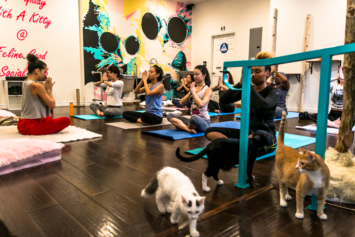 cats & mats yoga-feline good social club-xmmtt-rsee