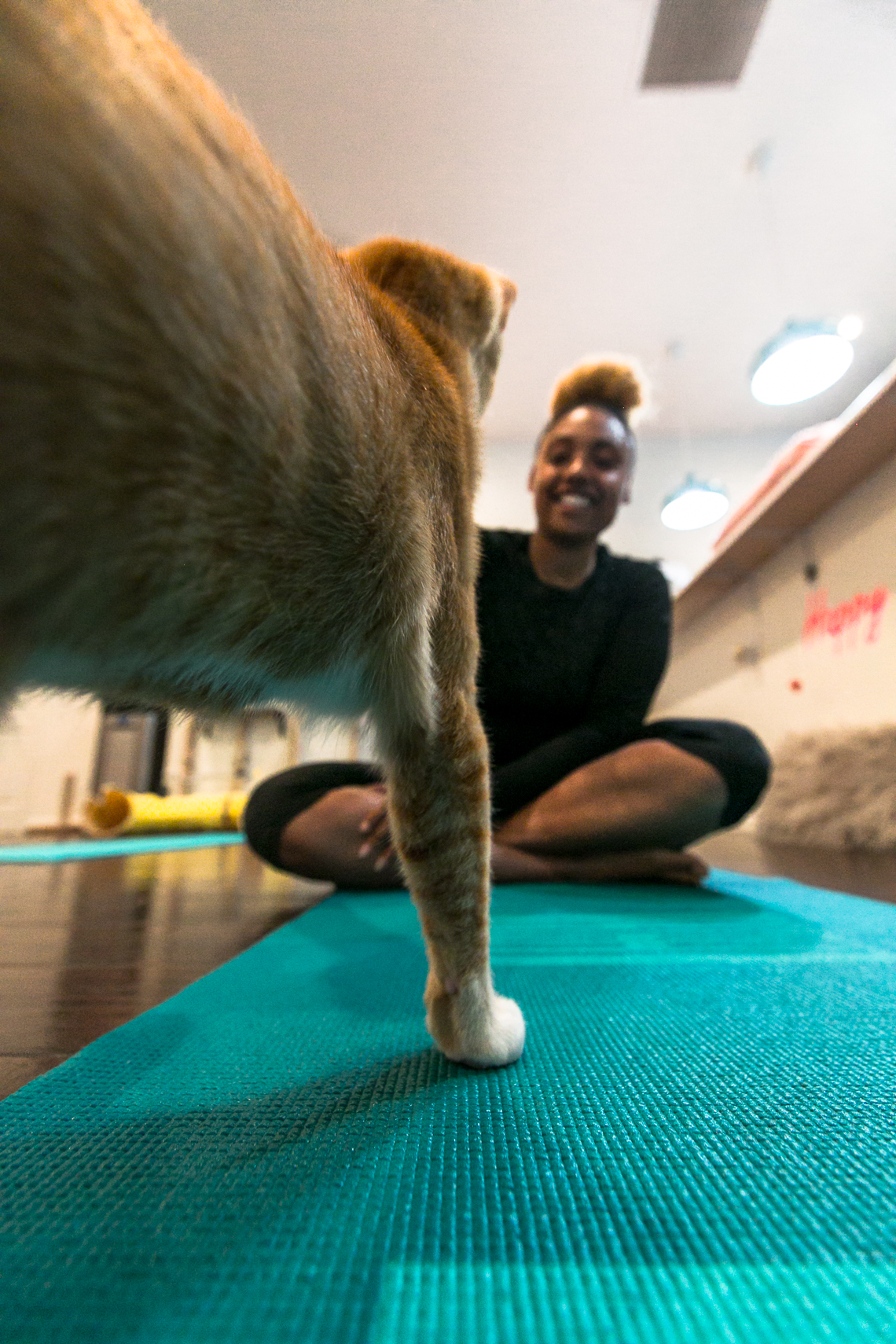 cats & mats yoga-feline good social club-lcm-xmmtt