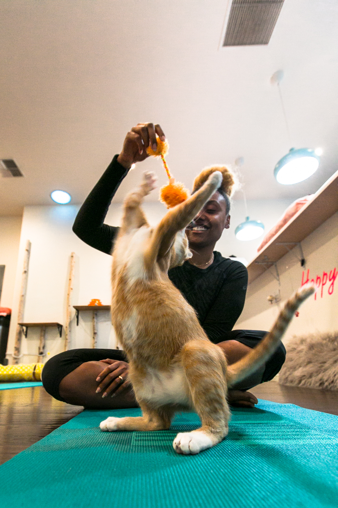 cat playing with toy-yoga-feline good social club-xmmtt-rsee-lcm