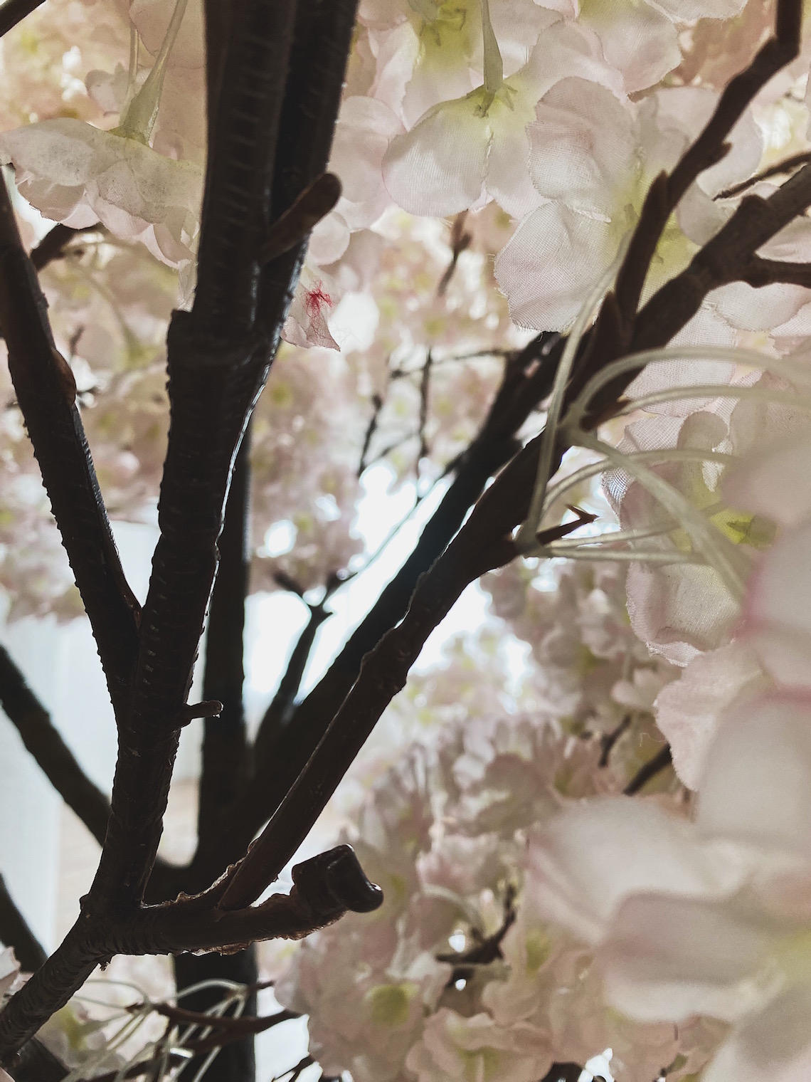 blossom tree-fd photo studio